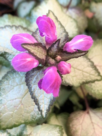 Close-up of small green and silvery-white variegated leaves and small purple flower