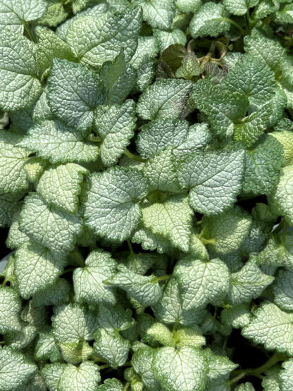 Close-up of small green and silvery-white variegated leaves