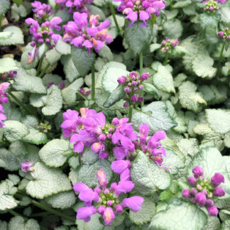 Close-up of small green and silvery-white variegated leaves and small purple flowers