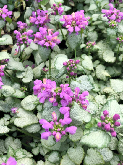 Close-up of small green and silvery-white variegated leaves and small purple flowers