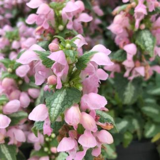 Close-up of spike-like flowers with tiny pink blooms