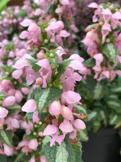 Close-up of spike-like flowers with tiny pink blooms