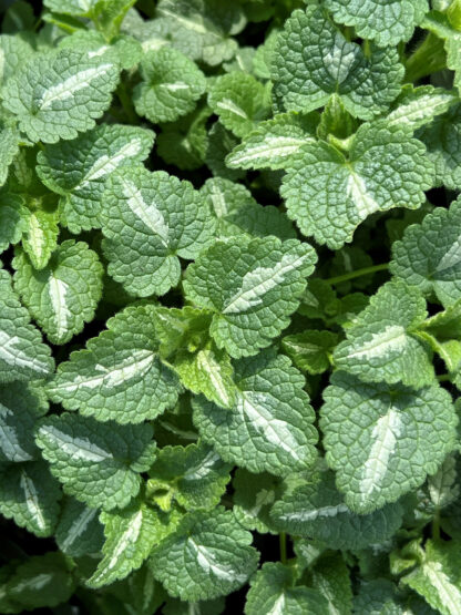 Close-up of small green and white variegated leaves