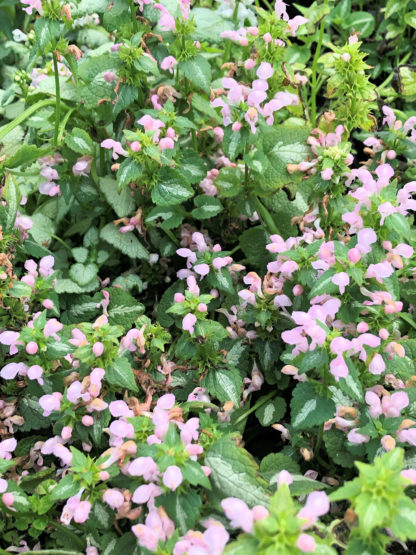 Close-up of small green and white variegated leaves topped with spike-like pink flowers