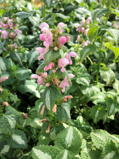 Close-up of small green and white variegated leaves with spike-like pink flower