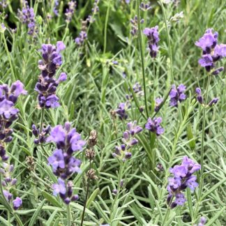 Close-up of purple, spike-like flowers in grey-green, needle-like foliage