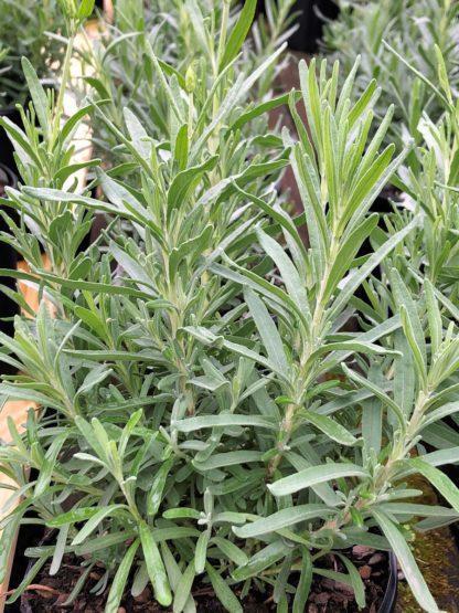 Close-up of greenish-grey, needle-like, upright foliage
