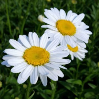 Close-up of daisy-like flowers that are white with yellow centers