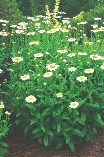 Garden with tall daisy flowers with white petals and bright yellow centers on plants with bright green leaves