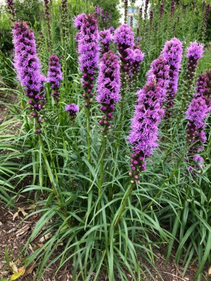 Detail of purple, spike-like flowers rising above blade-like leaves planted in garden