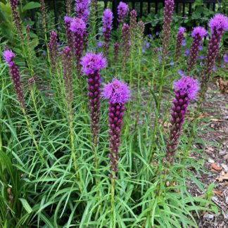 Masses of tall, spiky, purple flowers rising above blade-like leaves planted in front of fence