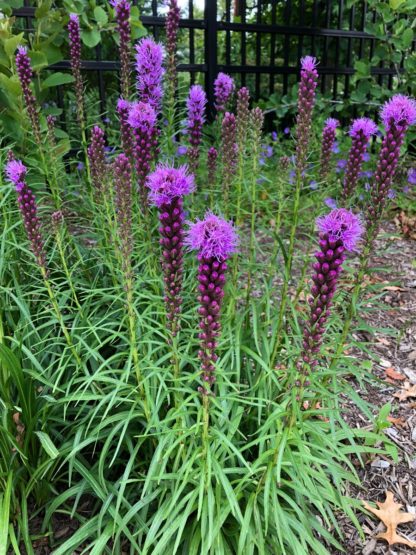 Masses of tall, spiky, purple flowers rising above blade-like leaves planted in front of fence