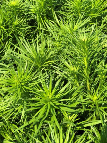 Detail of thin, green leaves on tall stem