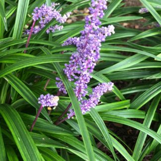 Green grass with purple spike-like flowers