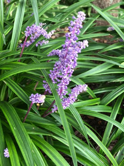 Green grass with purple spike-like flowers