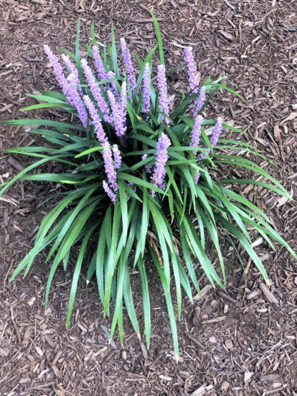 Green grass clump with purple spike-like flowers in mulch bed