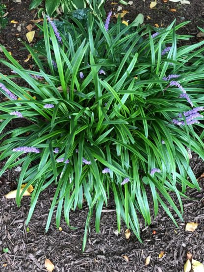 Green grass clump with purple spike-like flowers in mulch bed