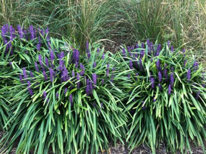 Green grass clumps with purple spike-like flowers in mulch bed