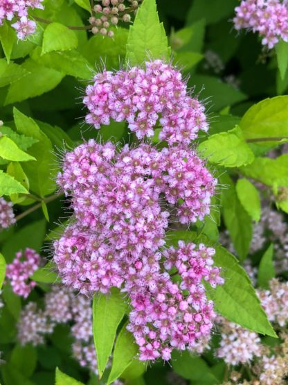 Close-up of fluffy, light-pink flowers surrounded by bright green leaves