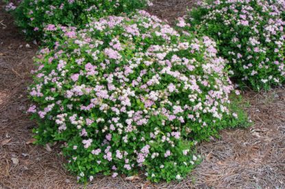 Small round shrubs with green leaves and fluffy light-pink flowers in garden with pine needles