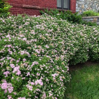 Hedge of green plant covered with fluffy pink flowers in front of brick home with windows and adjacent stone wall