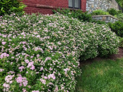 Hedge of green plant covered with fluffy pink flowers in front of brick home with windows and adjacent stone wall