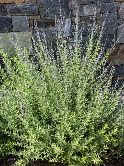 Small, shrub with upright stems with greenish-blue leaves and sprays of blue flowers in front of stone wall