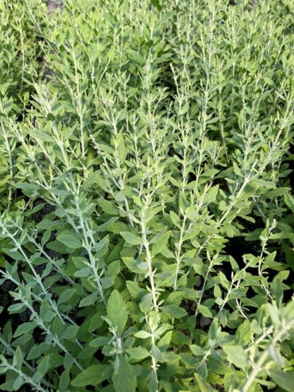 Spikes of upright stems with greenish-grey leaves