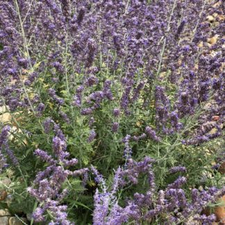 Airy plants with masses of spiky, purple flowers planted in garden of rocks