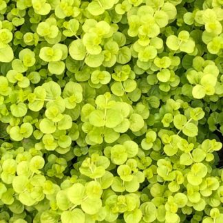 Close-up of chartreuse colored, tiny leaves