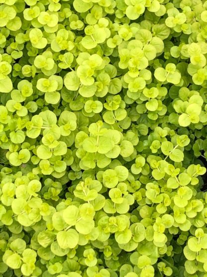 Close-up of chartreuse colored, tiny leaves