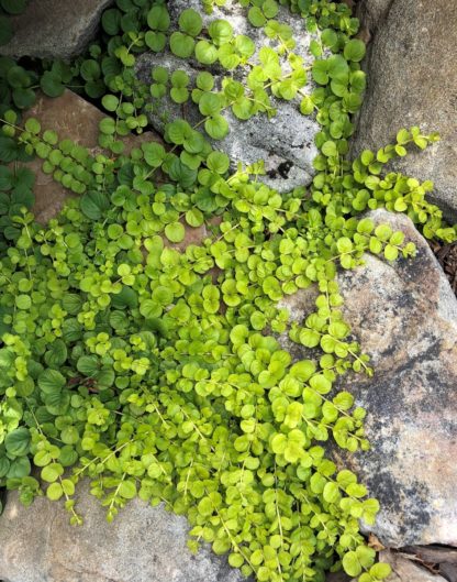 Creeping ground cover with small yellow-green leaves growing over rocks