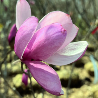 Close-up of large white and pink flower