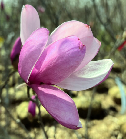 Close-up of large white and pink flower