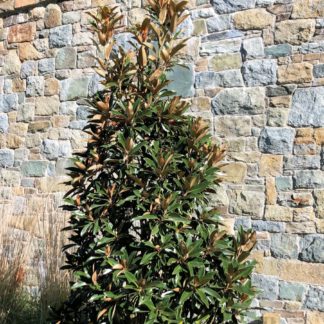 Large pyramidal evergreen tree with large leaves in front of stone wall