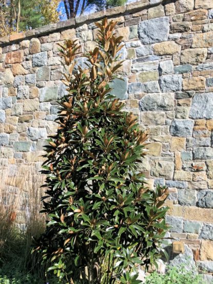 Large pyramidal evergreen tree with large leaves in front of stone wall