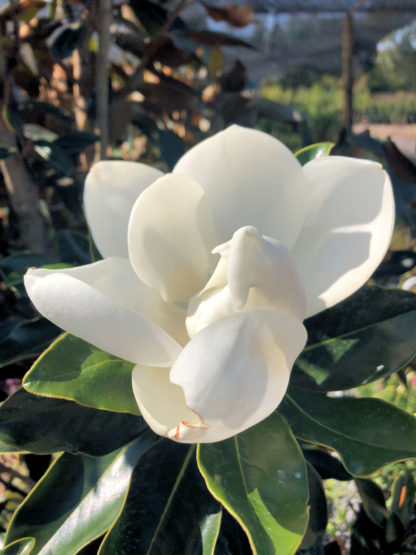 Close-up of large white flower surrounded by green leaves