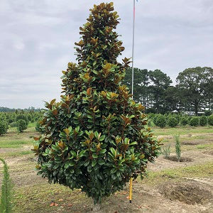 Large pyramidal evergreen tree with large leaves in nursery field