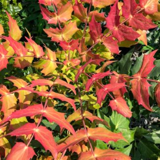 Close-up of pointy red and yellow leaves