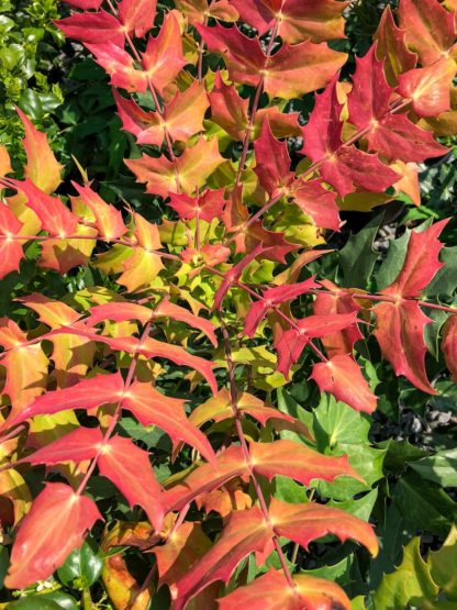 Close-up of pointy red and yellow leaves