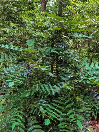 Large shrub with pointy leaves in woods