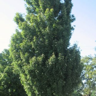 Mature, tall tree with green leaves in parking lot