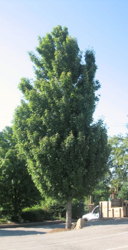Mature, tall tree with green leaves in parking lot