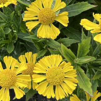 Helenium Mariachi™ Sombrero