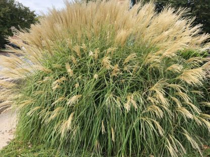 Large rounded grass with masses of silvery-brown plumes