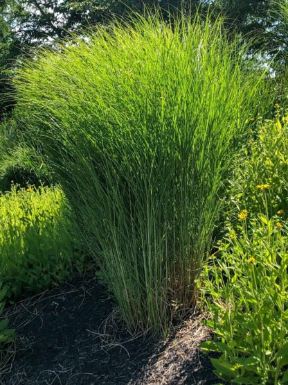 Tall, vase shaped green grass in garden