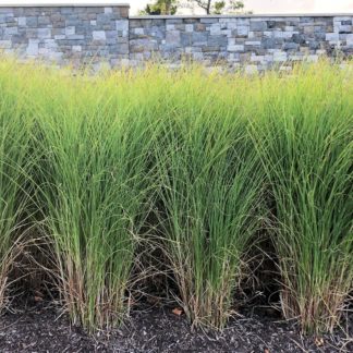 Row of tall grasses with thin yellow-green leaves in garden in front of wall