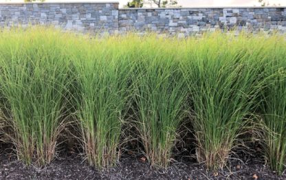 Row of tall grasses with thin yellow-green leaves in garden in front of wall