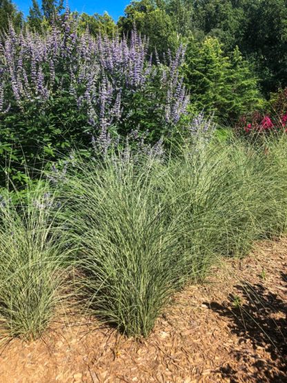 Row of tall grasses with thin silvery green leaves in garden with purple blooming shrub