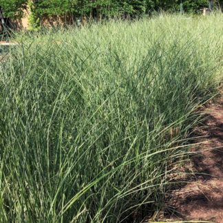 Row of tall grasses with thin silvery green leaves in garden